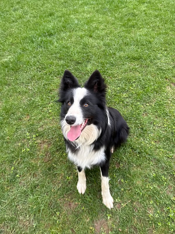 Border Collie plays on grass in Bulgarian town