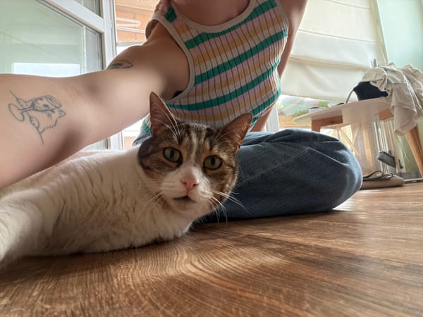 Person plays with domestic cat during indoor photo session