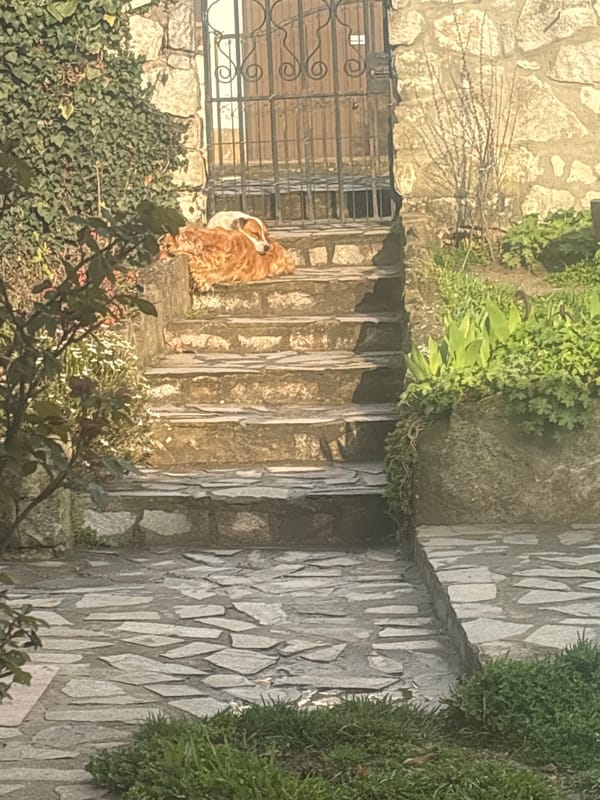 Dog rests on stone ledge near stairs in Priseltsi