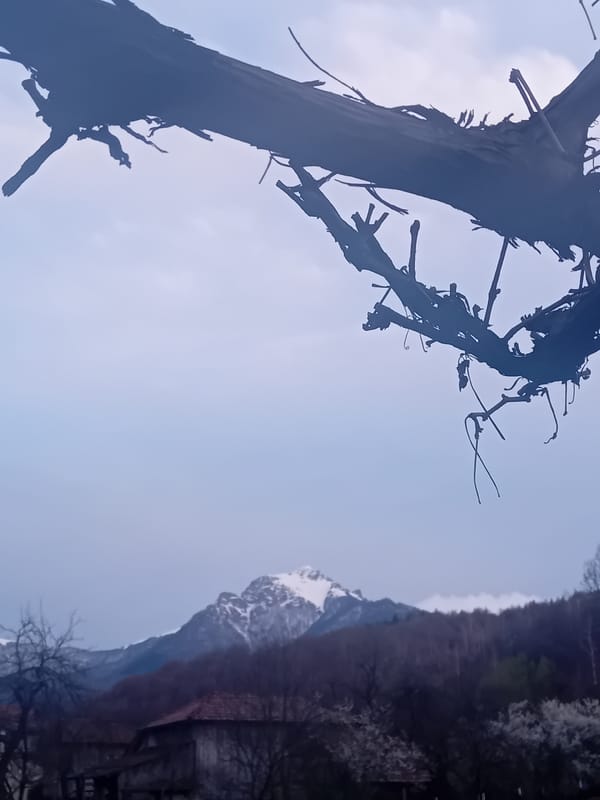 Spring blooms and mountain views documented in unknown location