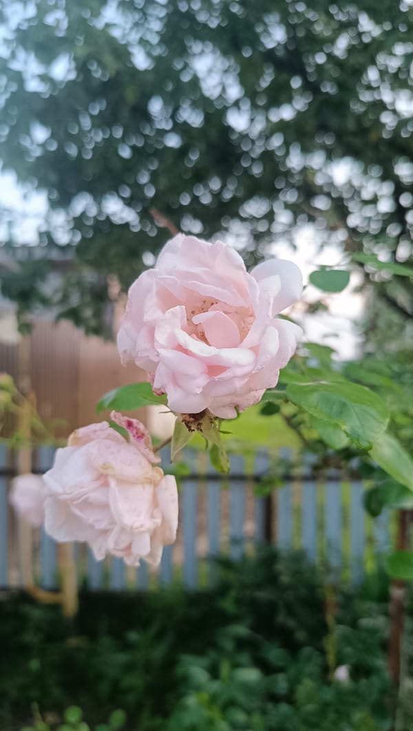Roses, phlox, and a curious little face in a Russian garden