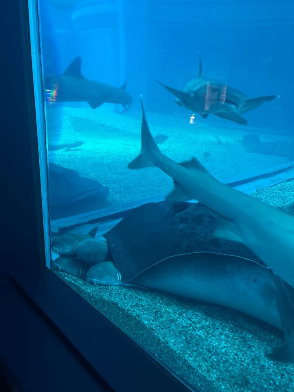 Tourist explores Osaka Aquarium and Legoland, documents marine life