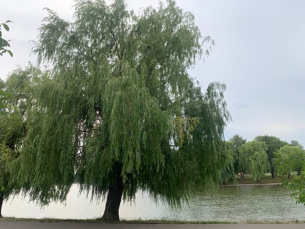 Wildlife and water at Kolomyia City Park on a cloudy afternoon