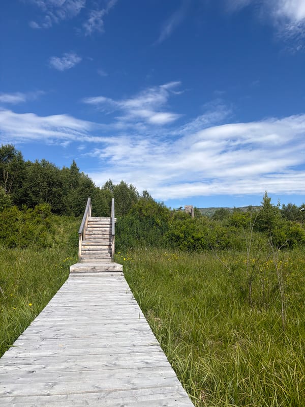 Boardwalks, forest trails, and string lights in Kamchatka's Esso