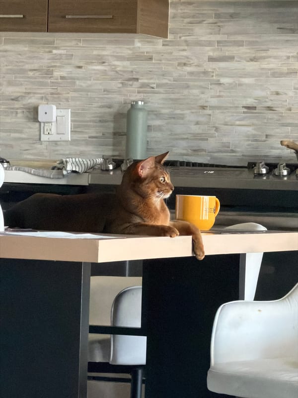 Cat stretches up against indoor beam in Glendale home