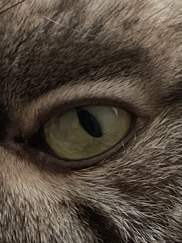 Sunset scenes and cat close-ups from suburban evening