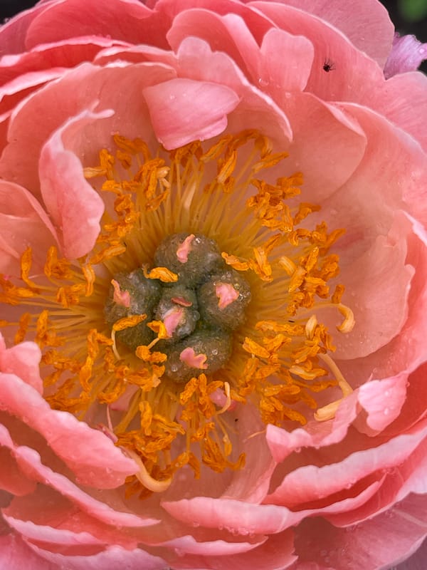 Person and Pink Peonies Captured in Morning Photography Session