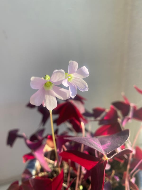 Houseplants and decorative items photographed in Dnipro home