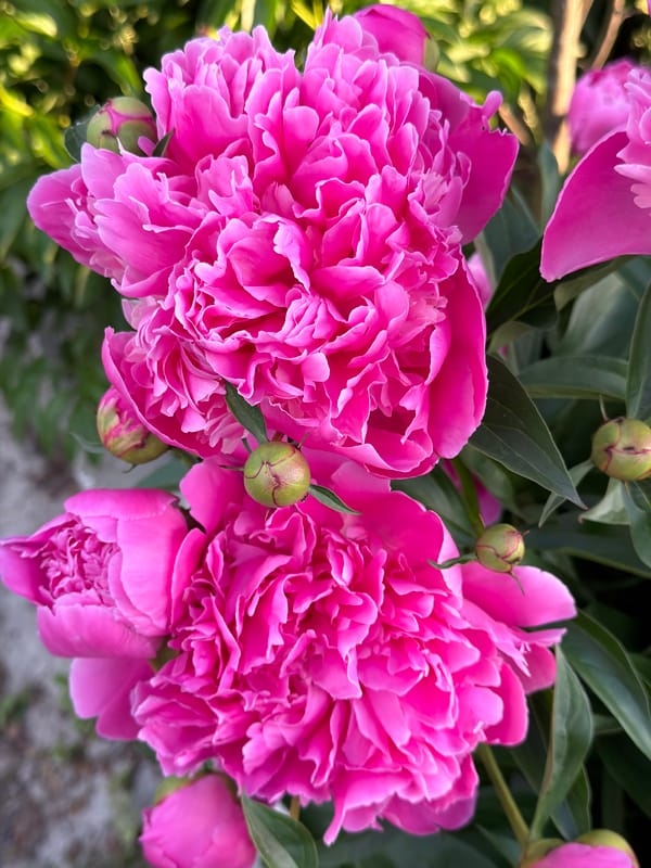 Garden flowers documented in peak bloom during afternoon observation