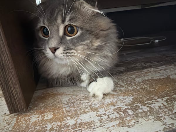 Scottish Fold cat at home in Vovchynets, curious and photogenic