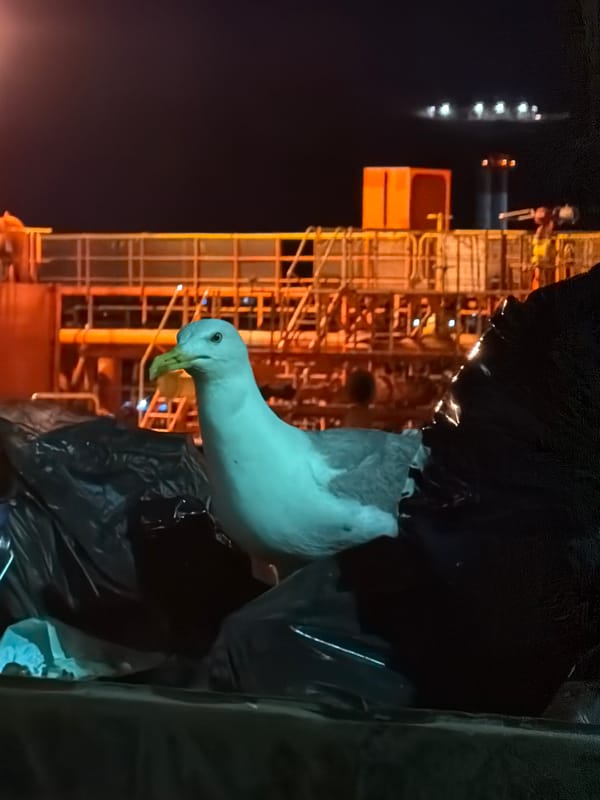Seagull posted up on garbage bags in Ermoupoli