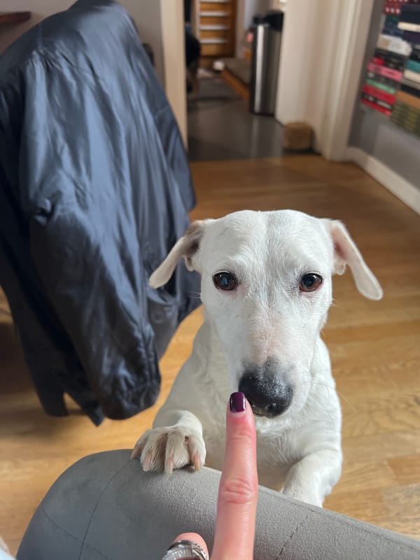Dog photographed indoors in Milan home setting
