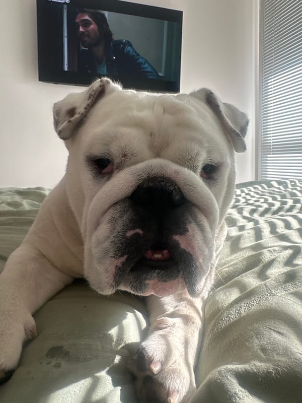 English Bulldog lounging and playing at home in Sofia