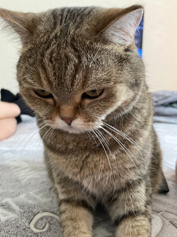 Tabby cat photographed on bedding in Saint Petersburg home