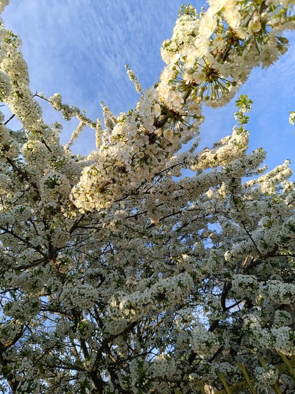 White blossoms observed in full bloom in Vasil Drumev