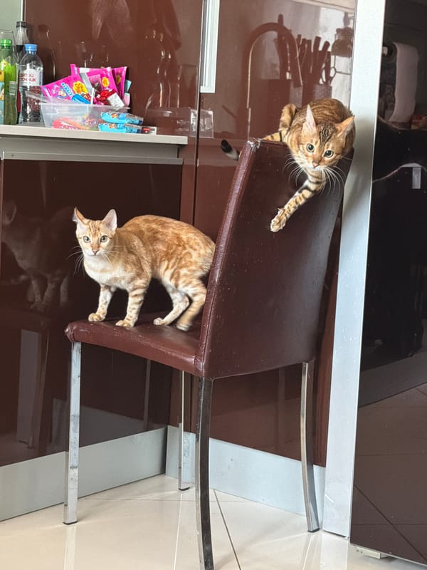 Two striped cats share chair in Vsevolozhsk