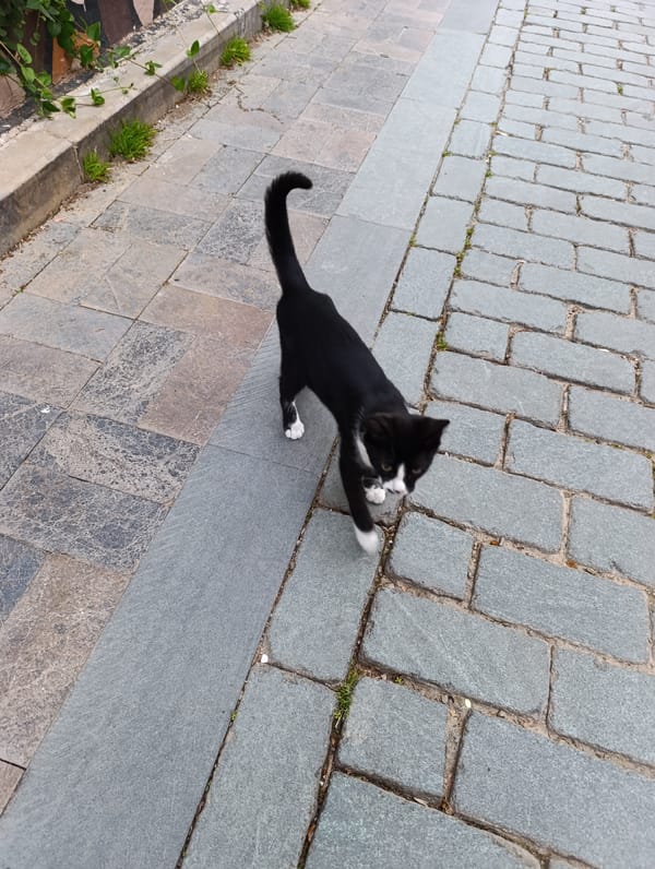 Tourist Takes Selfies With Wine on Antalya Street