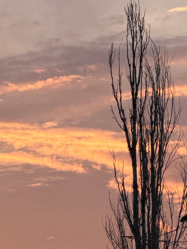 Sunset through bare trees, caught from multiple angles