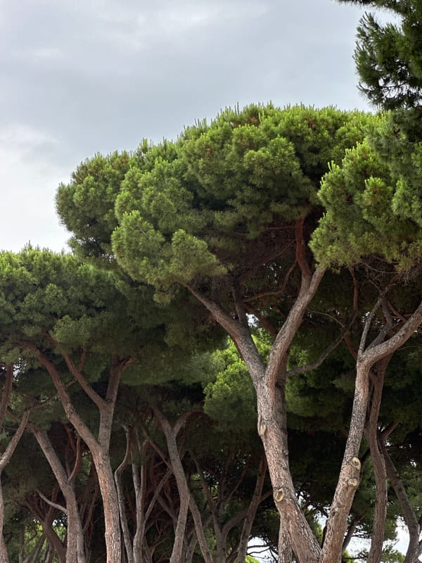 Pineto coastal town: pines, sea views, and a passing train