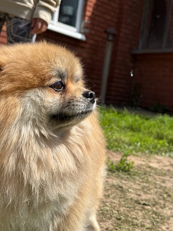 Pomeranian dog spotted with child in Rusalevka, Russia