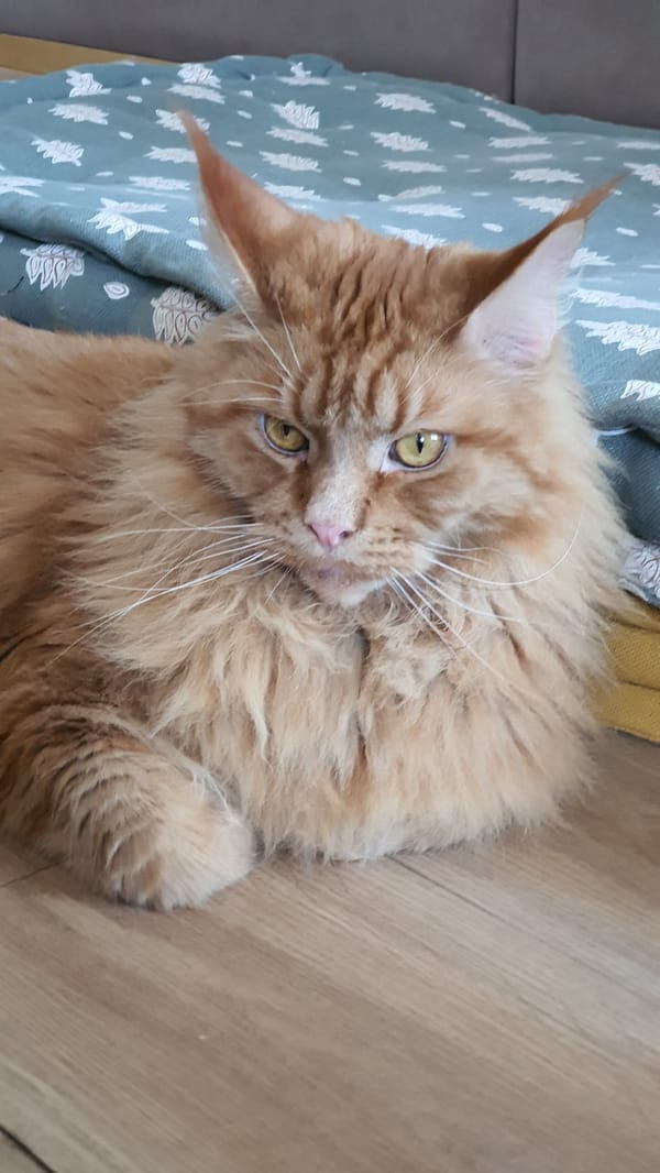 Ginger Maine Coon and Siamese cat at home in Krasnoyarsk