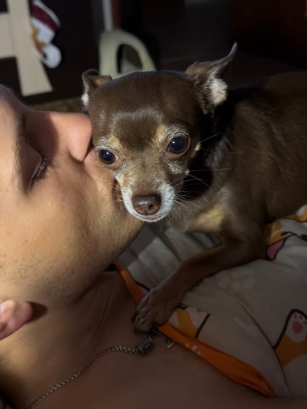 Chihuahua cuddles and close-ups at home