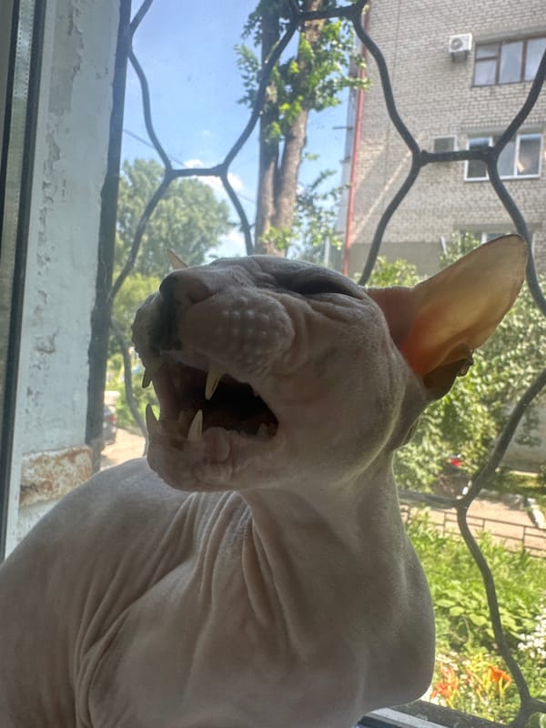 Sphynx cat on a Togliatti windowsill with dried flowers