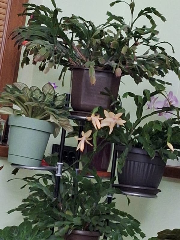 Quiet domestic moments captured in Montana, Bulgaria evening