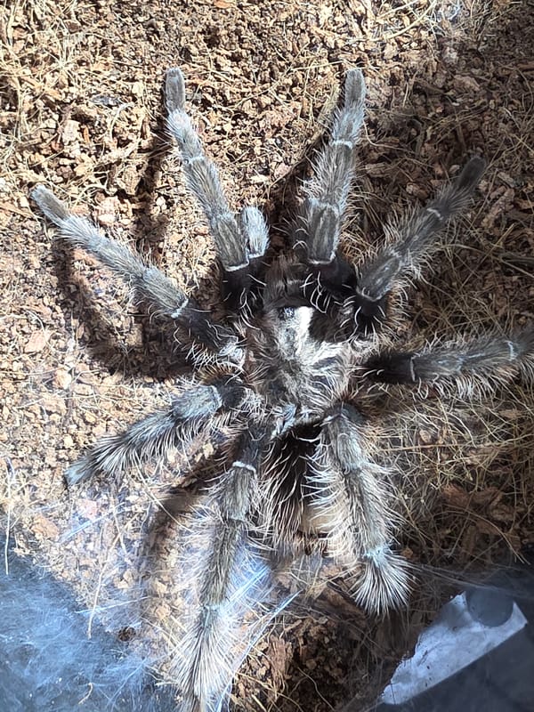 Tarantula enclosure photography alongside everyday Kamianske street scenes