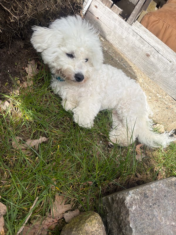 Bichon Frise dog spotted resting in Neumünster park area