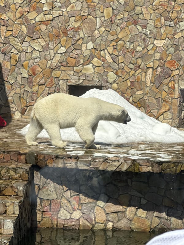 Morning at Leningrad Zoo, Saint Petersburg — animals across the collection
