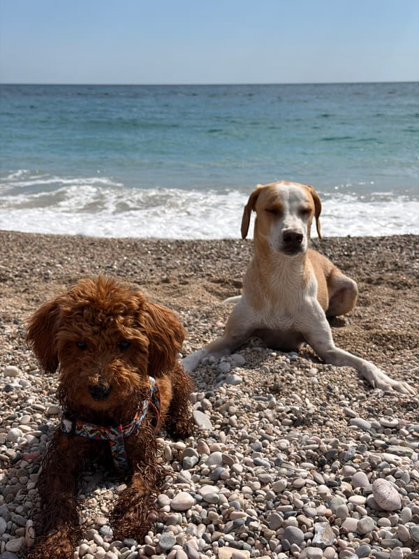 Woman relaxes with dogs on Montenegro beach
