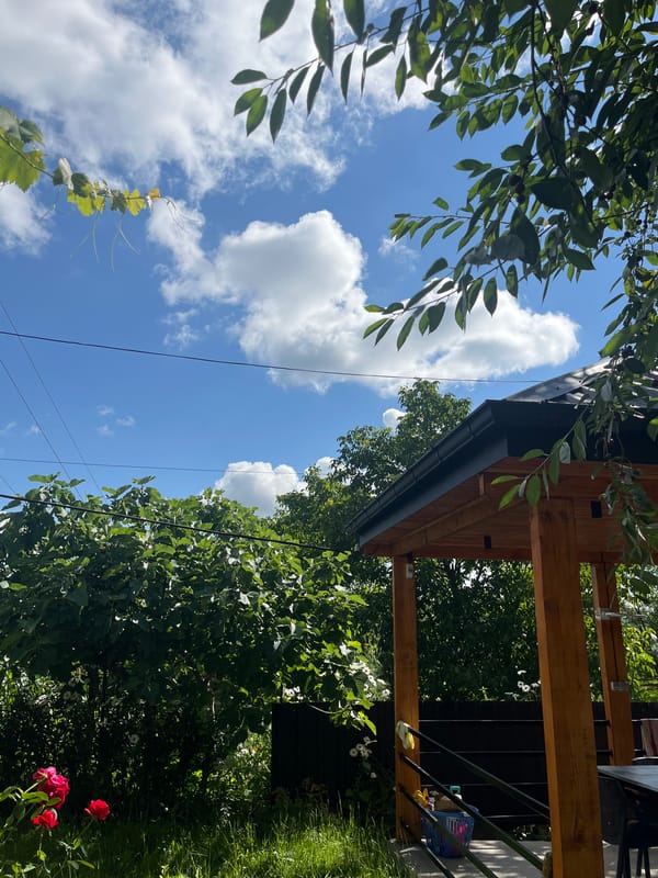 Backyard garden and sky, roses and power lines in frame