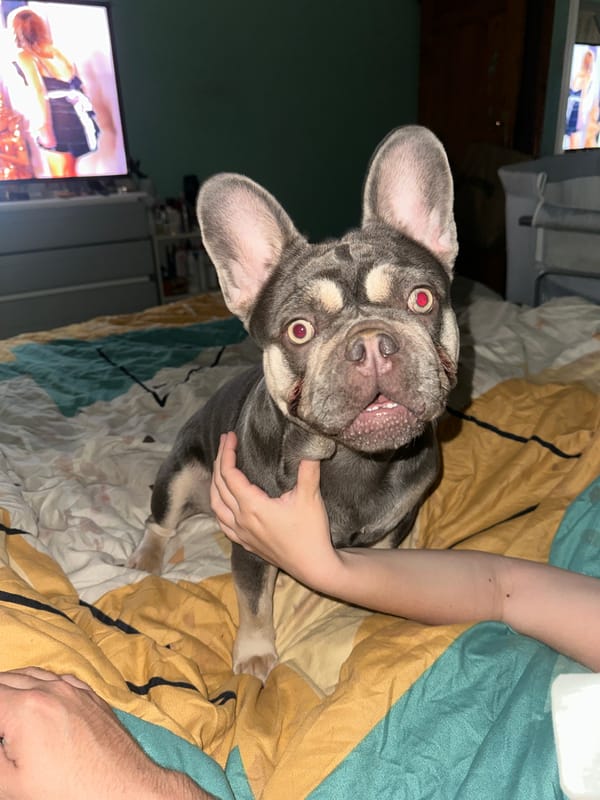 Evening pet moments: French bulldog's bedtime routine documented