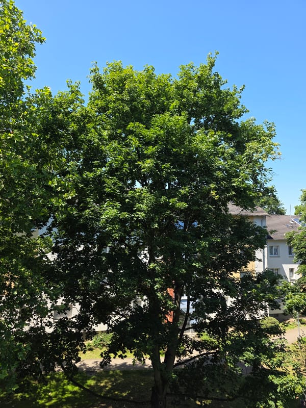 A lazy summer morning at a Frankfurt apartment, inside and out