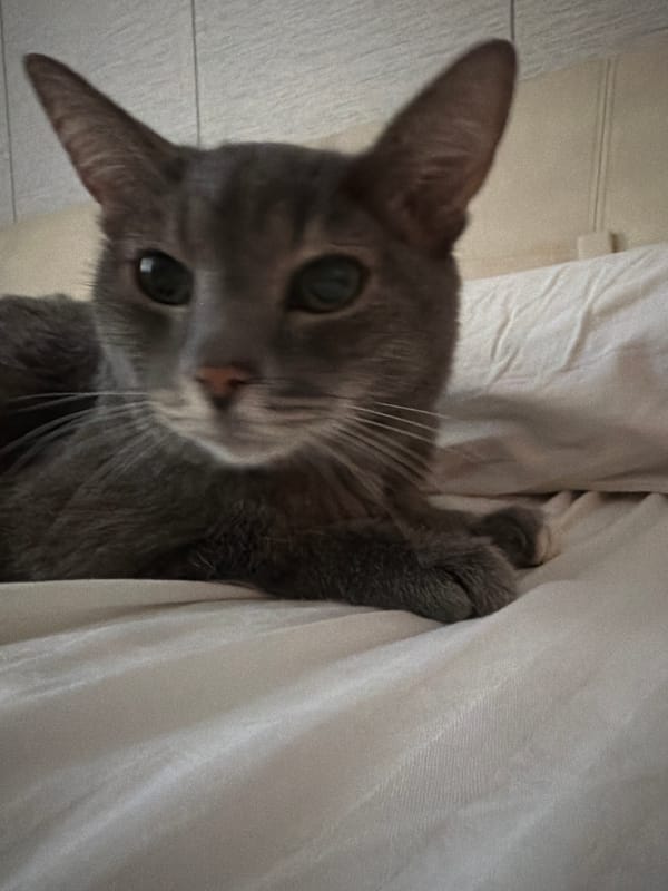 Pets rest peacefully in Solikamsk home during early morning