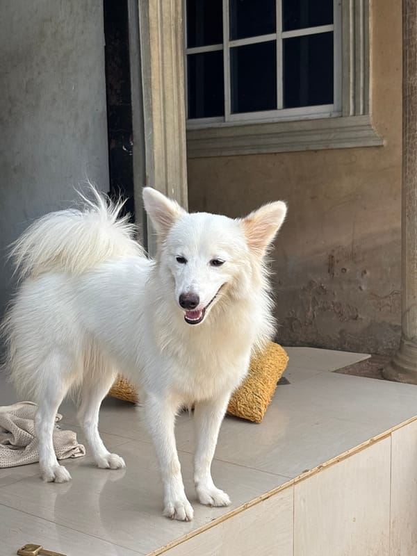 Casual Friday morning scenes with dog, friends captured in Ikot Ekpene