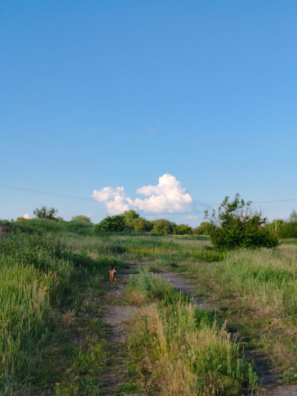 Dog walk documented through rural Ukrainian countryside near Psilske