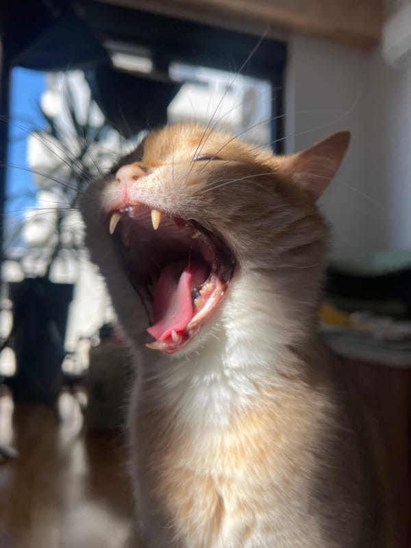 Woman strolls through sunny park in Bar, Montenegro