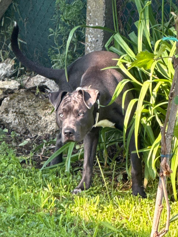Dark grey pit bull spotted in Zornitsa, Bulgaria