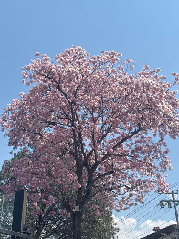 Blooming pink tree photographed in Cuernavaca, Mexico
