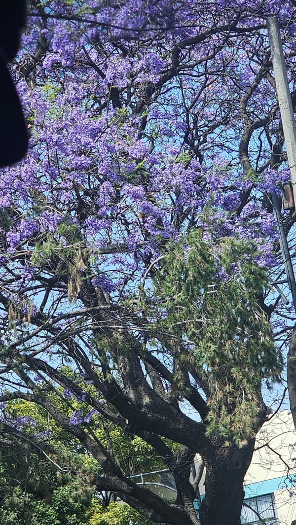 Jacaranda trees bloom purple across Mexico City streets