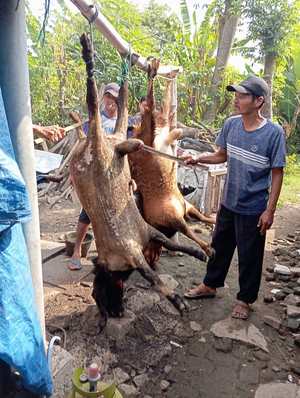 Community goat slaughter and butchering documented in Baron, Indonesia