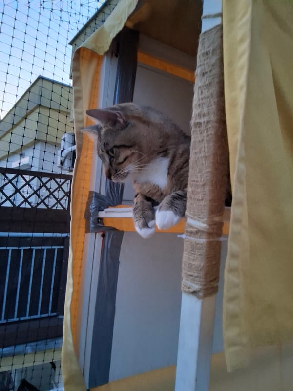 Tabby cat perched on balcony shelf, Warsaw