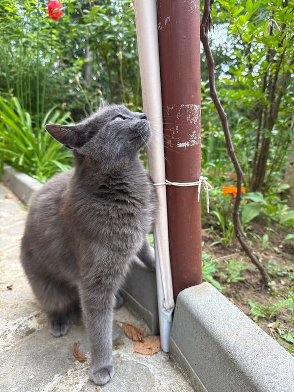 Morning pet life documented across Gabrovo, Bulgaria neighborhoods
