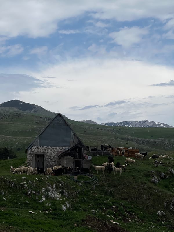 Sheep graze peacefully in Montenegro's rural hillside village
