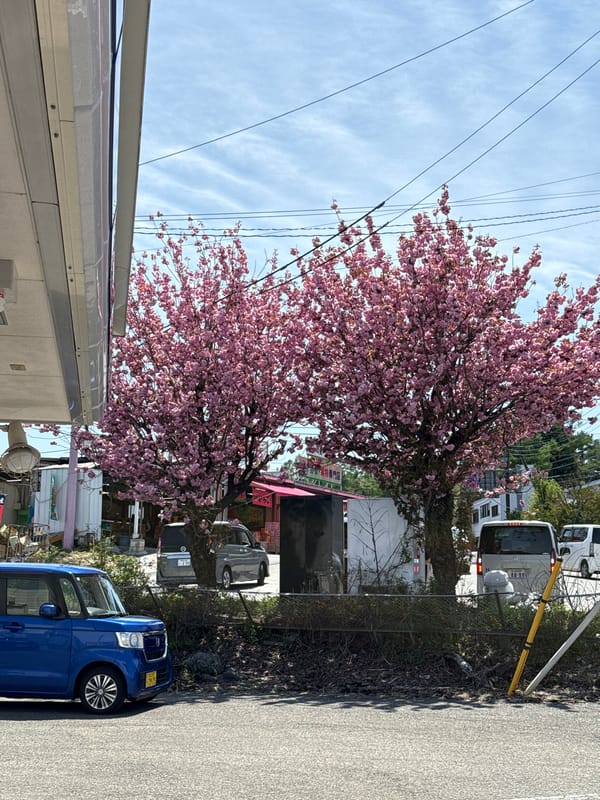 Cherry blossoms bloom on quiet Fujiyoshida street