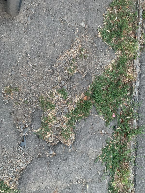 Lakeside park stroll with close-up looks at plants and pavement