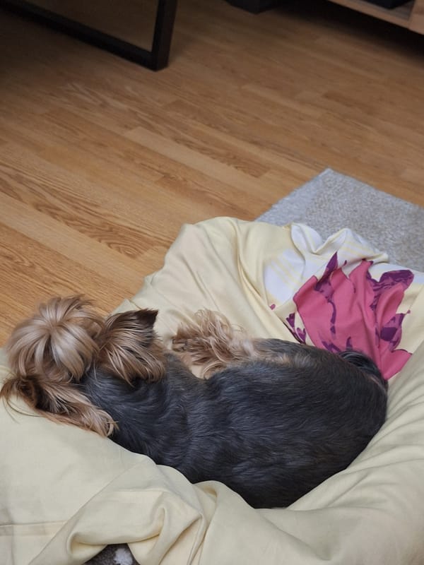Yorkshire Terrier naps under yellow blanket in Bulgaria