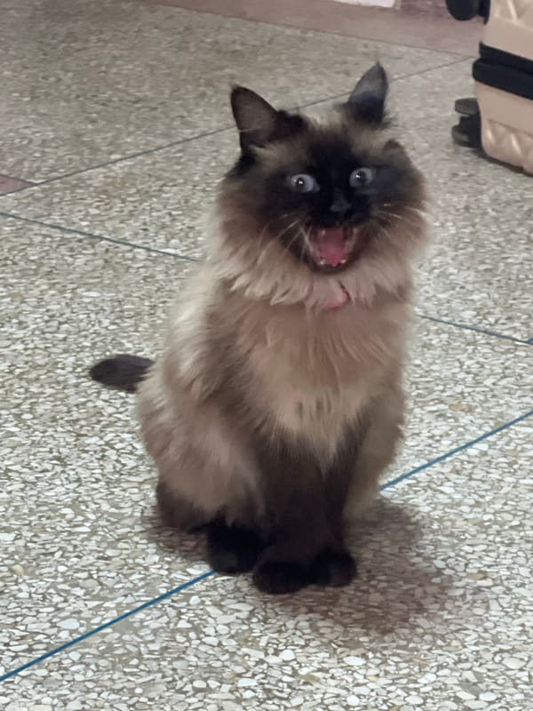 Siamese cat photographed on tiled floor in Marrakesh